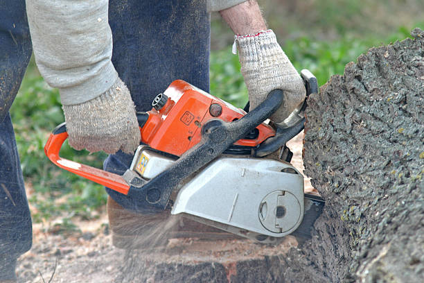 Seasonal Cleanup (Spring/Fall)